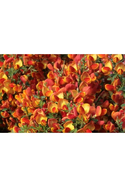 Квіти Рокитника Лена